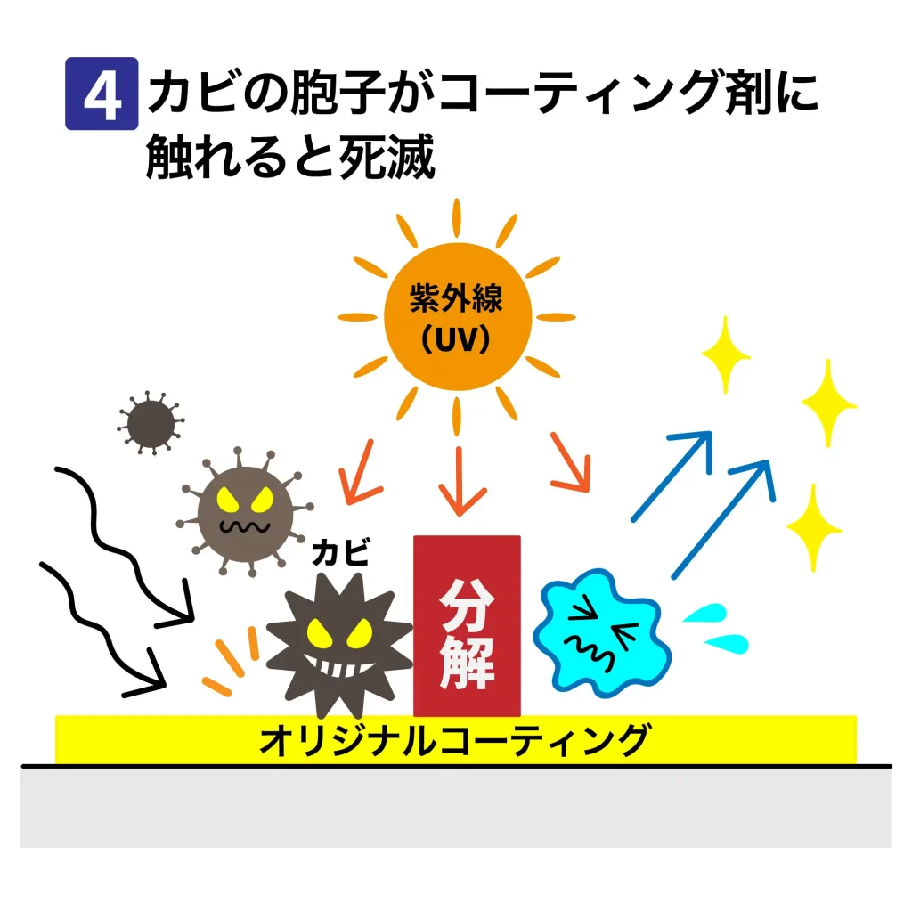 カビの奉仕がオリジナルコーティングに触れると死滅